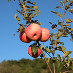 【北京馆】密云本地高山富士苹果（礼盒装）6枚约3.4斤