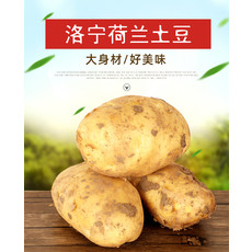 【洛宁馆】农家自产土豆1000g包邮