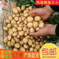 四川青藏高原土豆新鲜10斤带箱蔬菜洋芋高山马铃薯