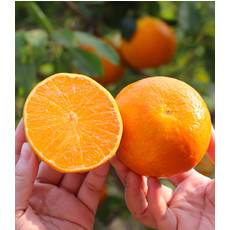 楚南味道 衡山永和沃柑 超大精品果 脆脆甜 汁汁爆 橘子 新鲜水果